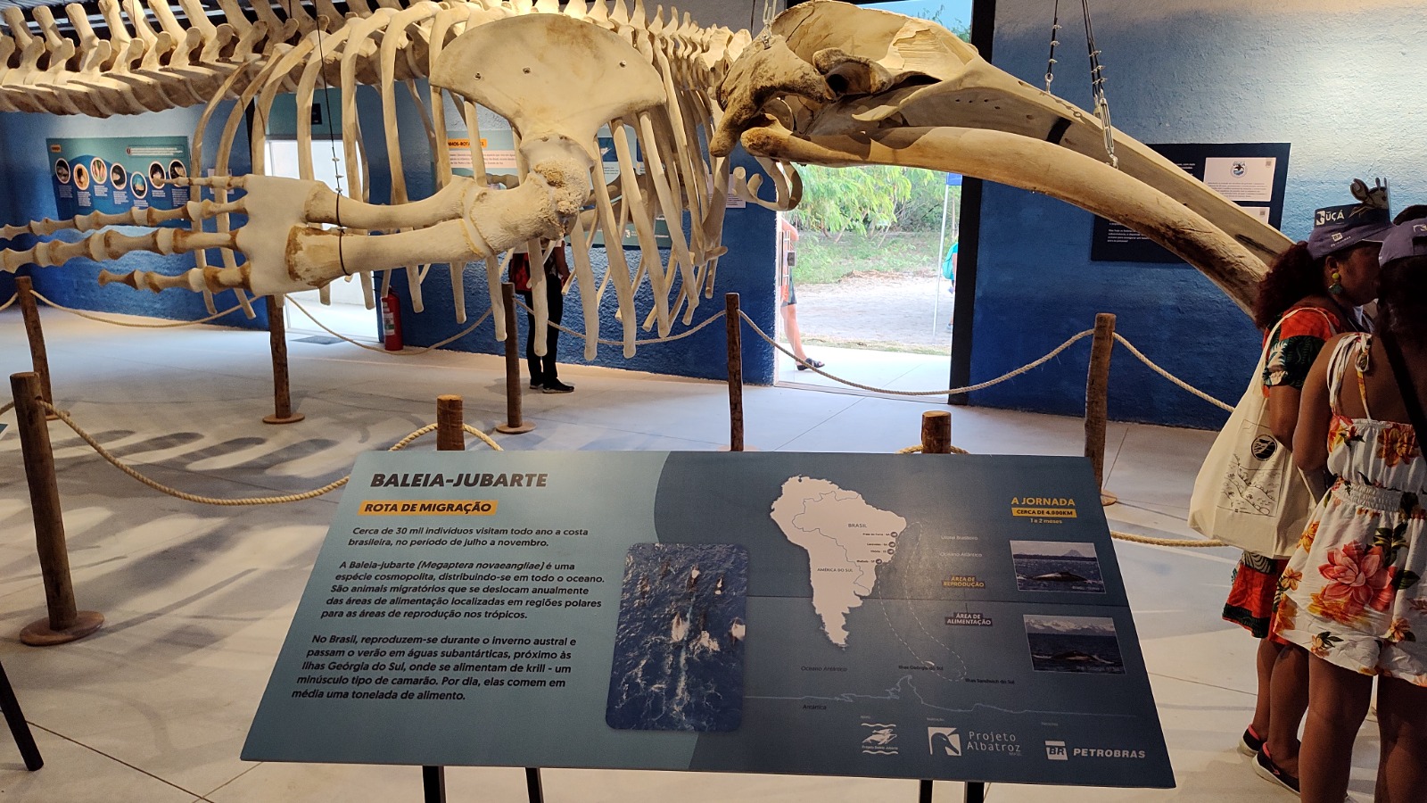 Sala do Centro Albatroz, mostrando visitantes e um esqueleto de baleia exposto, suportes de texto explicativos presos ao chão e ao fundo um grande painel em degrade azul.