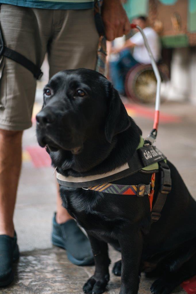 Cão-guia preto sentado, usando colete de trabalho e sendo segurado pelo condutor.